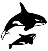 killer whales-296